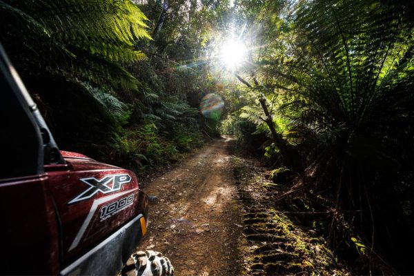 Dense Rainforest ATV Tours Maydena