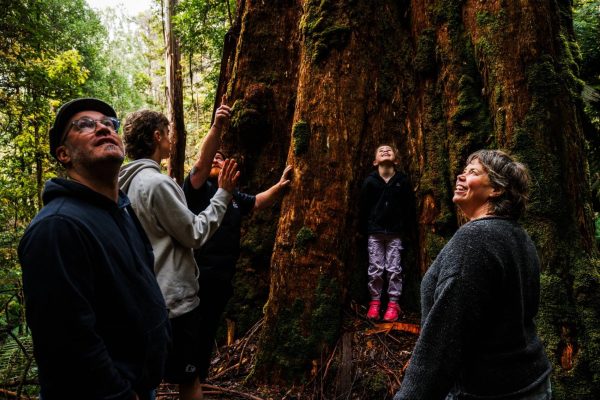 Largest tree in Tasmania South West