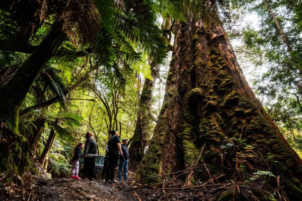 Largest-widest tree in Tasmania South West