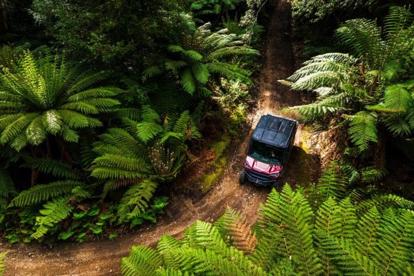 Rainforest in Maydena drive in Tasmania South West