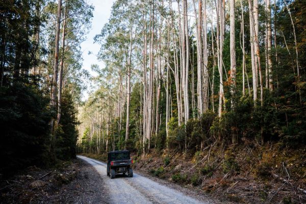 Unique forest and treeline at Maydena ATV tours